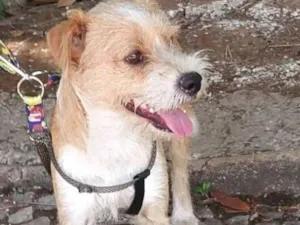 Cachorro raça SRD-ViraLata idade 2 anos nome Joaquim 