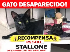 Gato raça SRD-ViraLata idade 2 anos nome Stallone