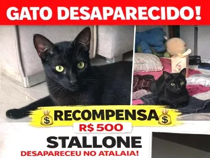 Gato raça SRD-ViraLata idade 2 anos nome Stallone