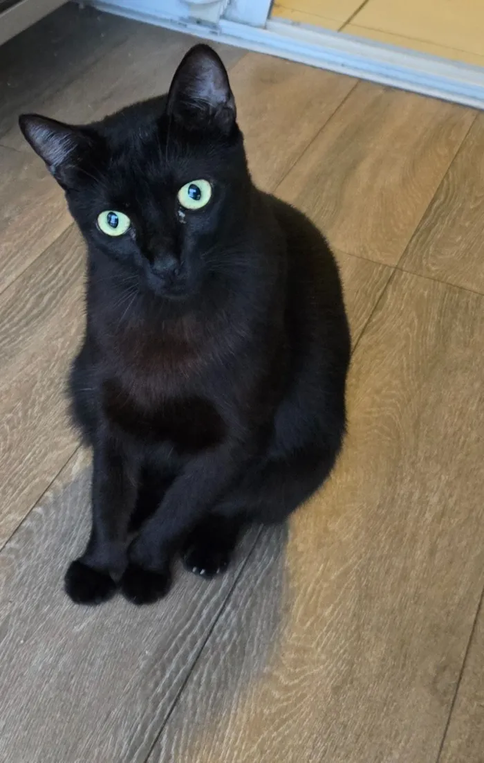 Gato raça SRD-ViraLata idade 2 anos nome Stallone