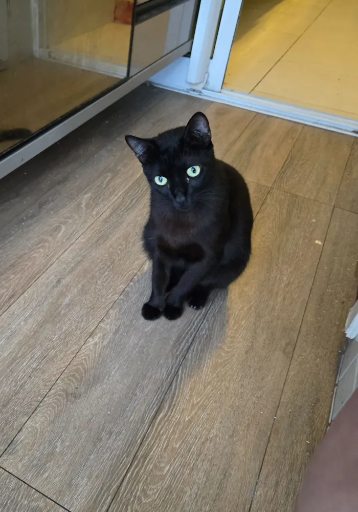 Gato raça SRD-ViraLata idade 2 anos nome Stallone