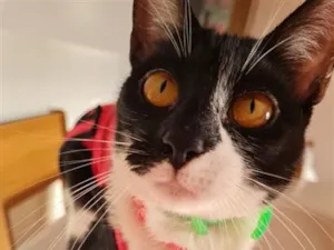 Gato raça SRD-ViraLata idade 1 ano nome Cookie