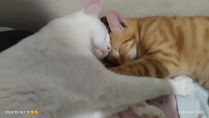 Gato raça SRD-ViraLata idade 2 a 6 meses nome chico