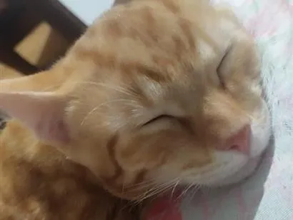 Gato raça SRD-ViraLata idade 2 a 6 meses nome chico