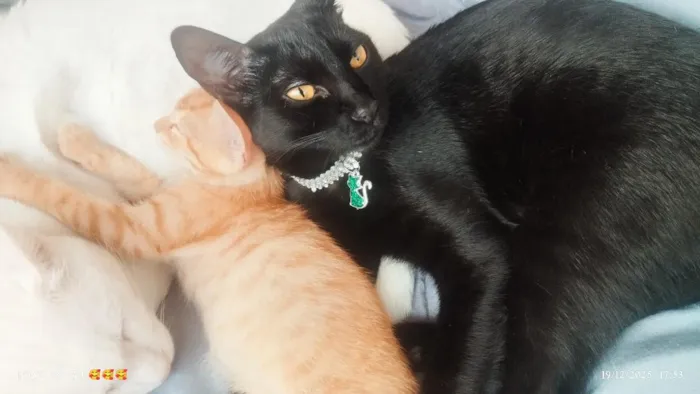 Gato raça SRD-ViraLata idade 1 ano nome Amora