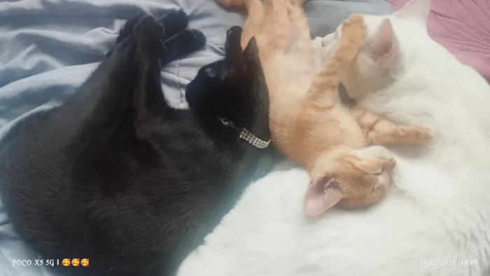 Gato raça SRD-ViraLata idade 1 ano nome Amora