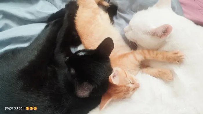 Gato raça SRD-ViraLata idade 1 ano nome Amora