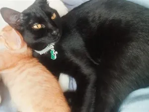 Gato raça SRD-ViraLata idade 1 ano nome Amora