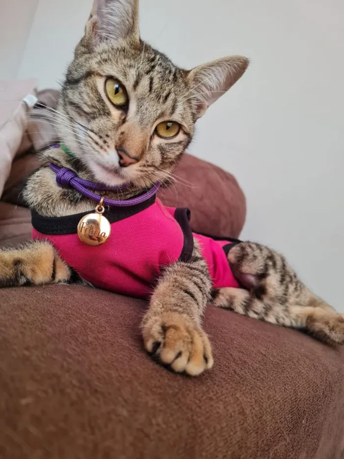 Gato raça SRD-ViraLata idade 1 ano nome Felícia