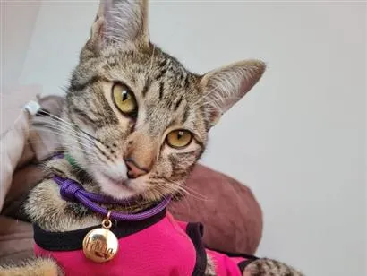 Gato raça SRD-ViraLata idade 1 ano nome Felícia