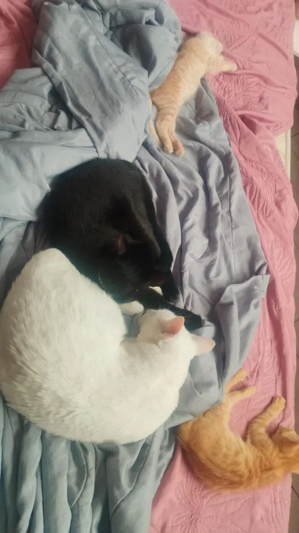 Gato raça SRD-ViraLata idade 2 anos nome Marvem