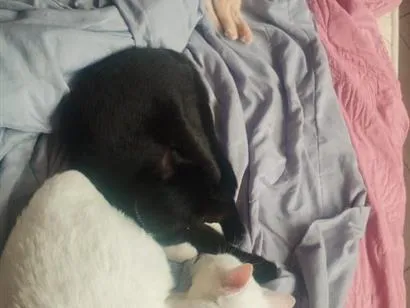 Gato raça SRD-ViraLata idade 2 anos nome Marvem