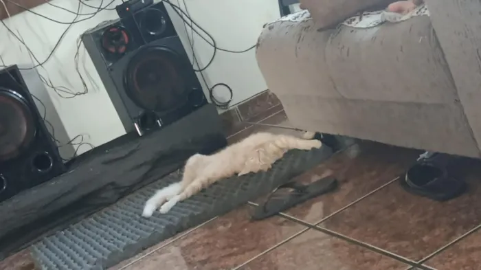 Gato raça SRD-ViraLata idade 2 a 6 meses nome Mingal