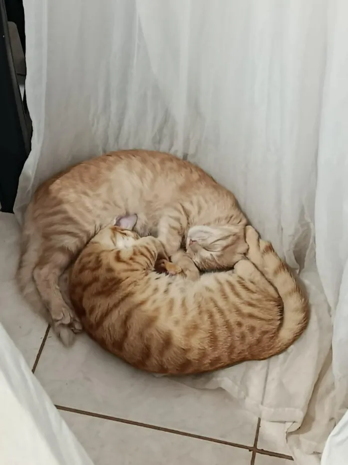 Gato raça SRD-ViraLata idade 2 a 6 meses nome Mingal