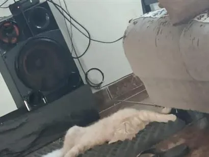 Gato raça SRD-ViraLata idade 2 a 6 meses nome Mingal