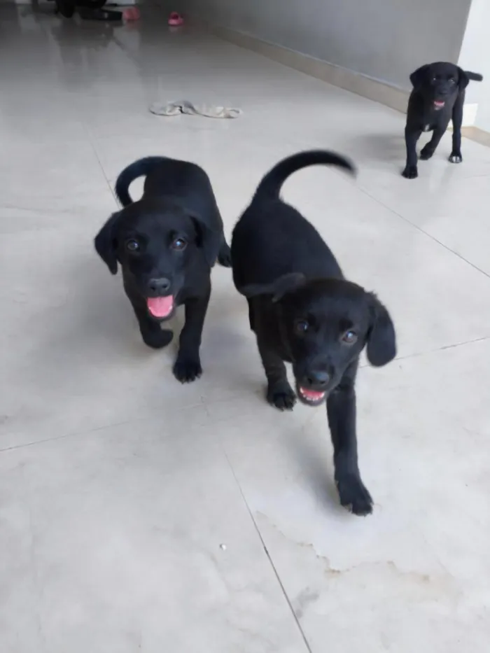 Cachorro raça SRD-ViraLata idade 2 a 6 meses nome Princesas