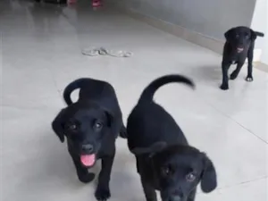 Cachorro raça SRD-ViraLata idade 2 a 6 meses nome Princesas