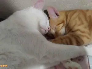 Gato raça SRD-ViraLata idade 2 a 6 meses nome chico