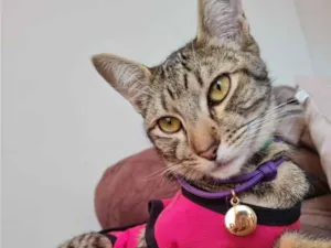 Gato raça SRD-ViraLata idade 1 ano nome Felícia