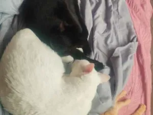 Gato raça SRD-ViraLata idade 2 anos nome Marvem