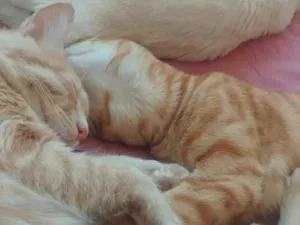 Gato raça SRD-ViraLata idade 2 a 6 meses nome Mingal