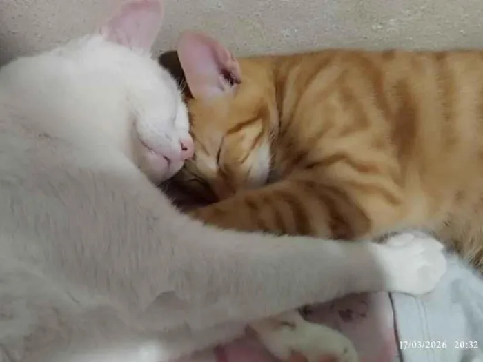 Gato raça SRD-ViraLata idade 2 a 6 meses nome chico