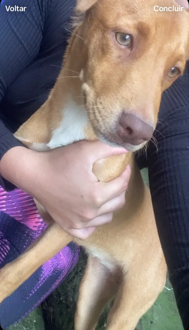 Cachorro raça SRD-ViraLata idade 2 a 6 meses nome Não tem nome 