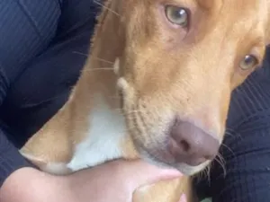 Cachorro raça SRD-ViraLata idade 2 a 6 meses nome Não tem nome 