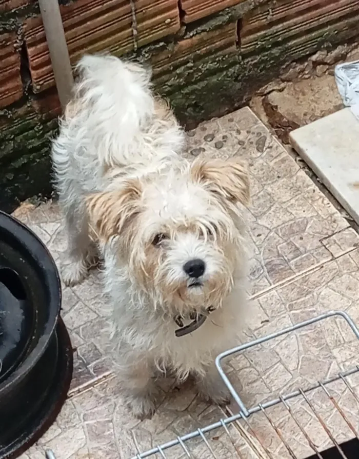 Cachorro raça SRD-ViraLata idade 1 ano nome pingo