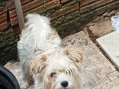 Cachorro raça SRD-ViraLata idade 1 ano nome pingo