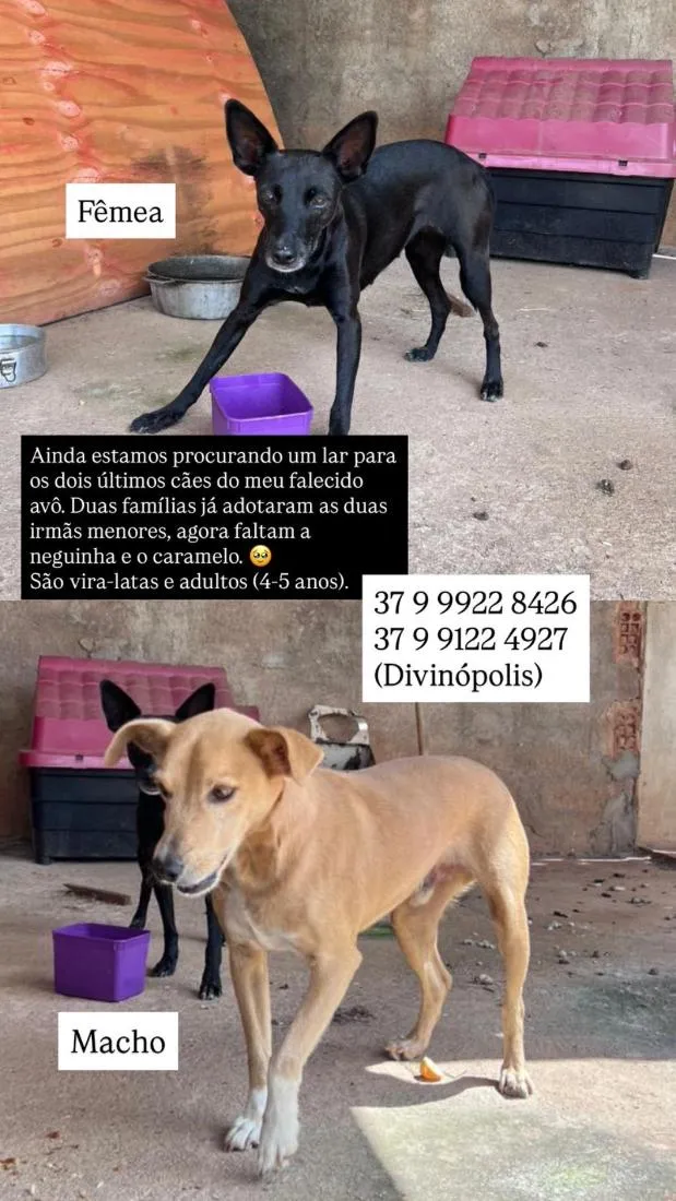 Cachorro raça SRD-ViraLata idade 4 anos nome feio e pretona