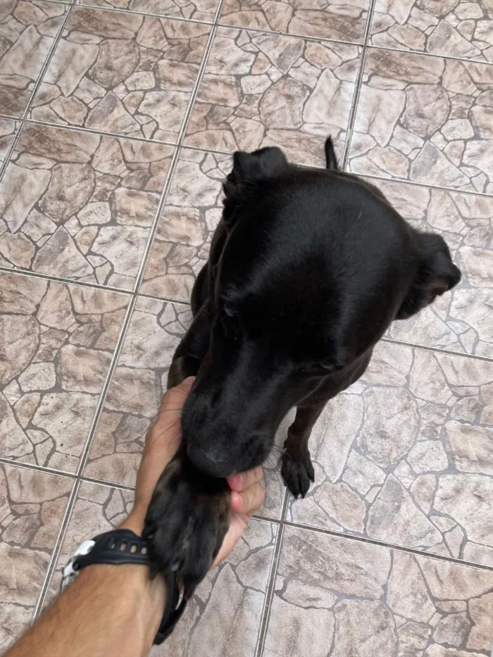 Cachorro raça SRD-ViraLata idade 2 anos nome Alecrim