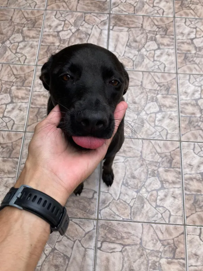 Cachorro raça SRD-ViraLata idade 2 anos nome Alecrim