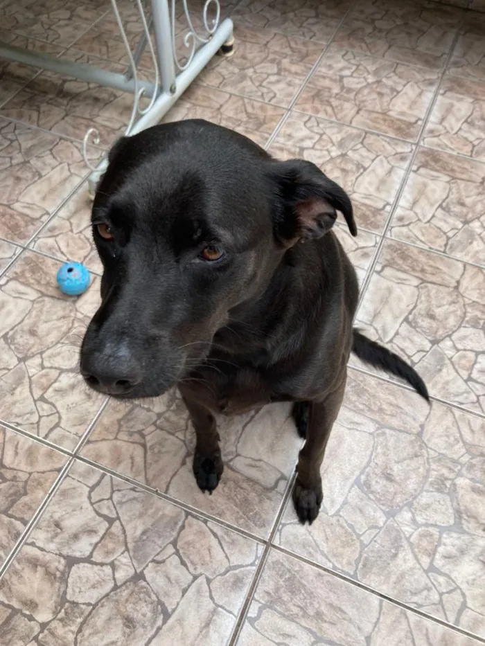 Cachorro raça SRD-ViraLata idade 2 anos nome Alecrim