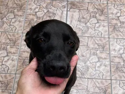 Cachorro raça SRD-ViraLata idade 2 anos nome Alecrim