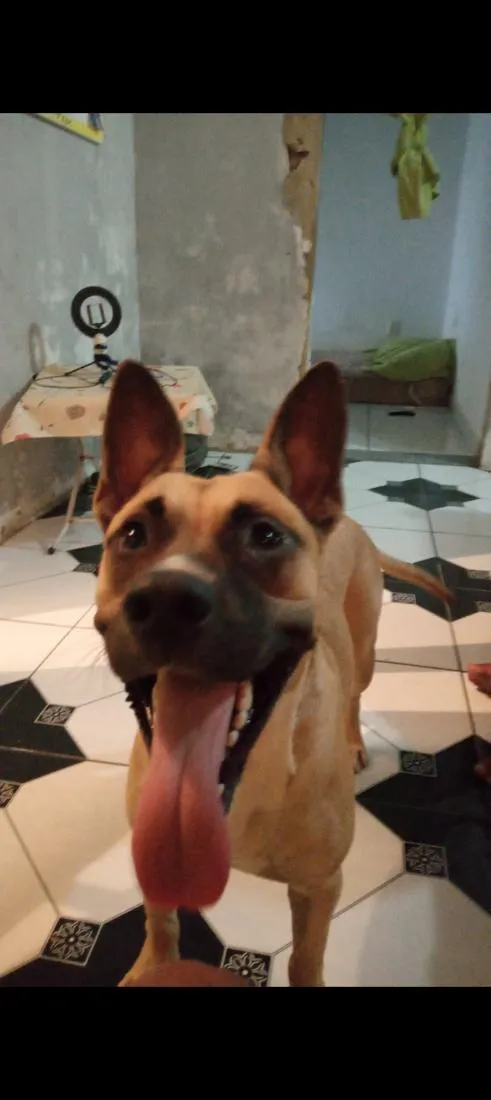 Cachorro raça SRD-ViraLata idade 6 ou mais anos nome Duck