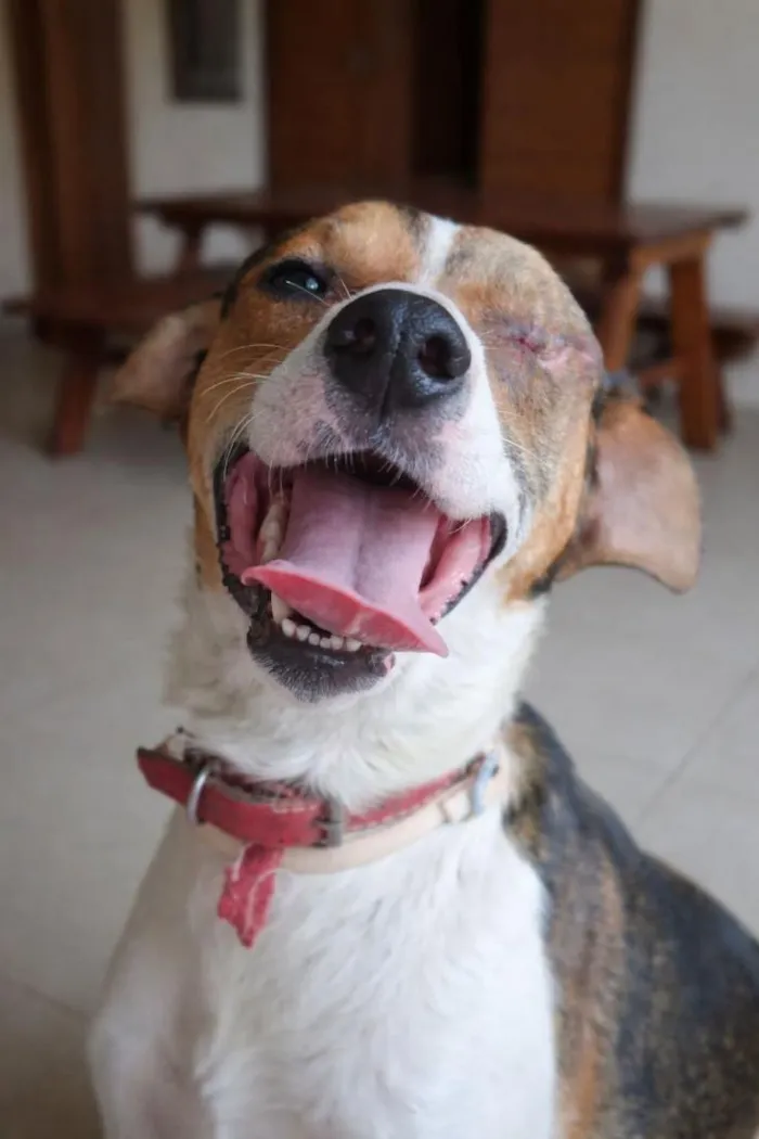 Cachorro raça SRD-ViraLata idade 3 anos nome Bob
