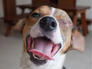 Cachorro raça SRD-ViraLata idade 3 anos nome Bob