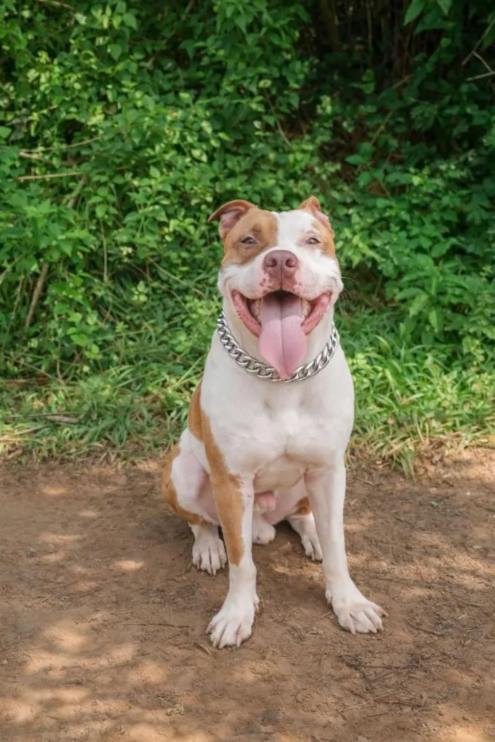 Cachorro raça Pit-Bull idade 5 anos nome Arock
