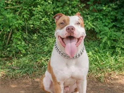 Cachorro raça Pit-Bull idade 5 anos nome Arock