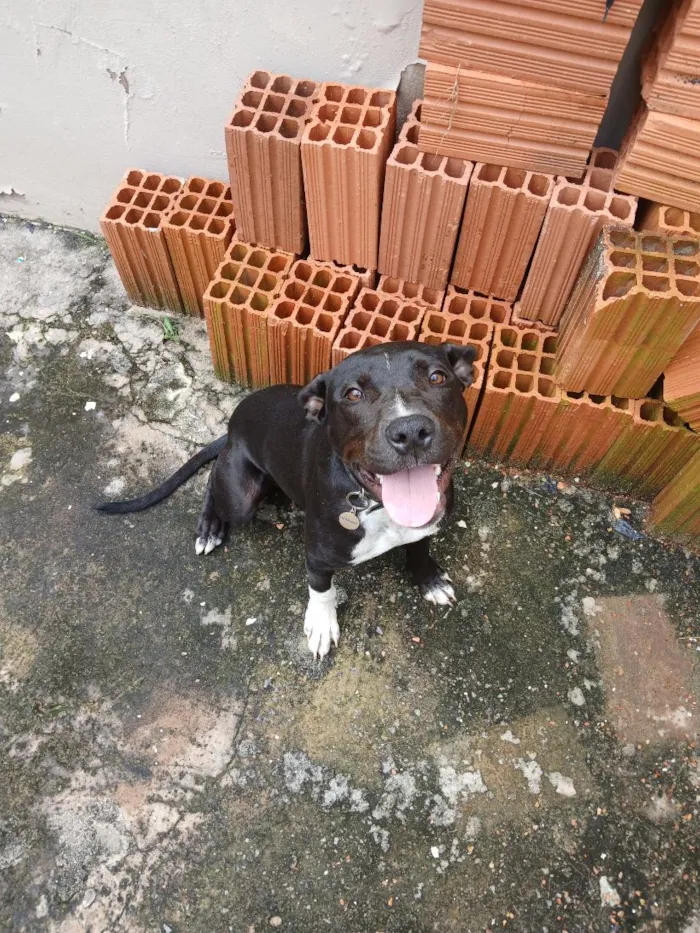 Cachorro raça Pit-Bull idade 2 a 6 meses nome Mike