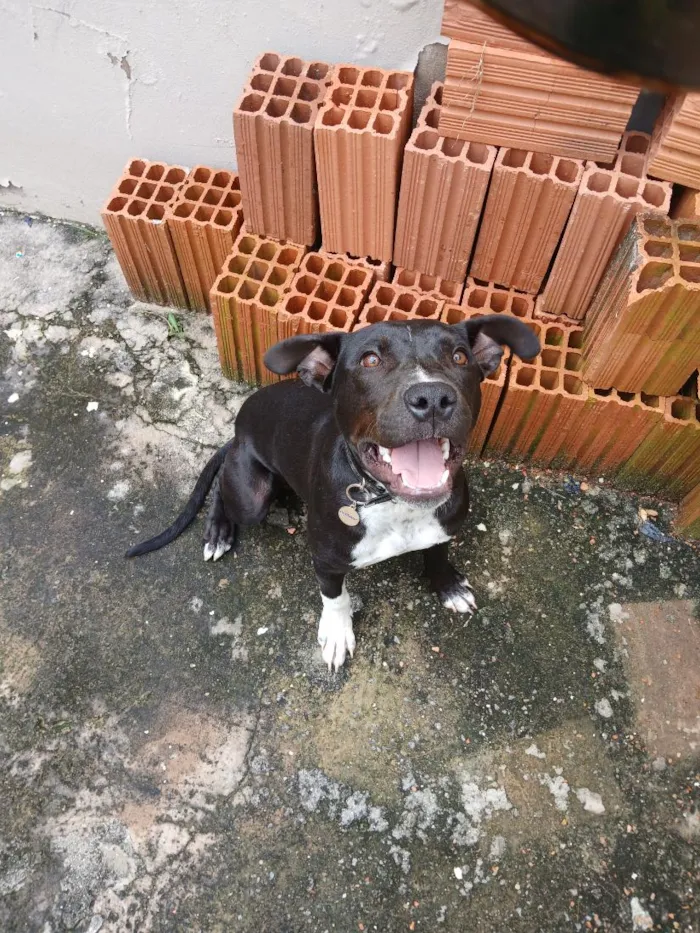 Cachorro raça Pit-Bull idade 2 a 6 meses nome Mike