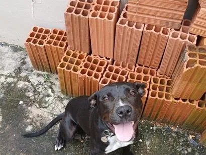 Cachorro raça Pit-Bull idade 2 a 6 meses nome Mike