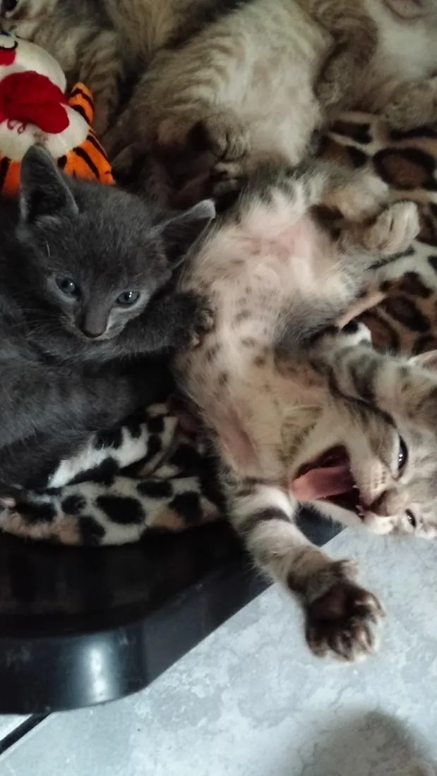 Gato raça SRD-ViraLata idade Abaixo de 2 meses nome cinza