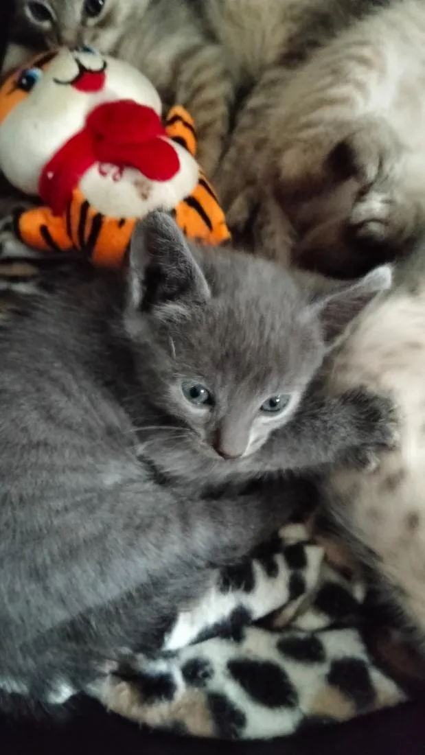 Gato raça SRD-ViraLata idade Abaixo de 2 meses nome cinza