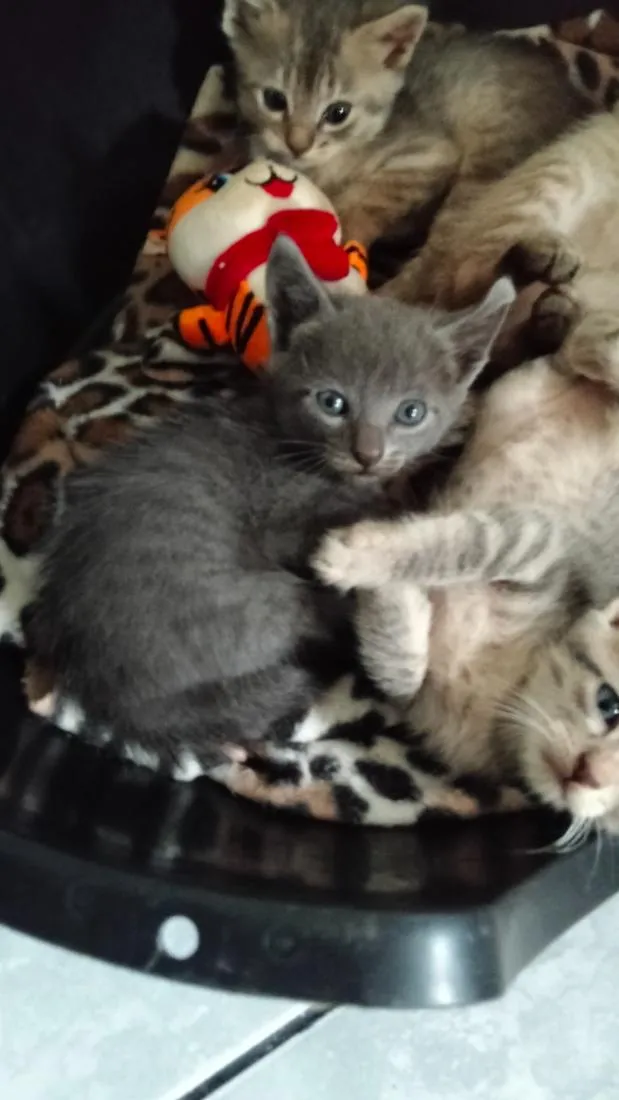 Gato raça SRD-ViraLata idade Abaixo de 2 meses nome cinza