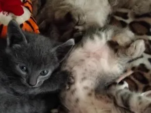 Gato raça SRD-ViraLata idade Abaixo de 2 meses nome cinza
