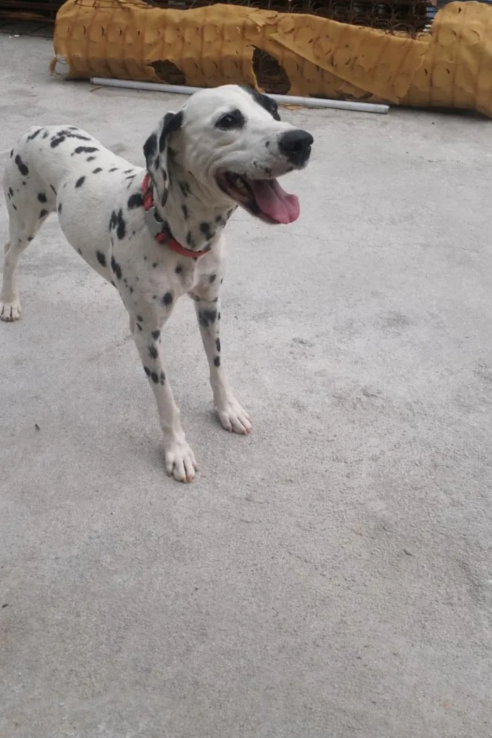 Cachorro raça SRD-ViraLata idade 6 ou mais anos nome Lola