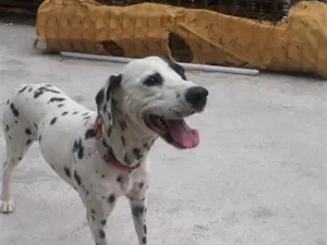 Cachorro raça SRD-ViraLata idade 6 ou mais anos nome Lola