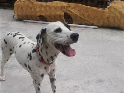 Cachorro raça SRD-ViraLata idade 6 ou mais anos nome Lola